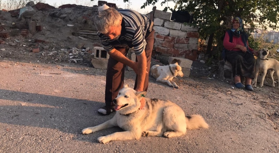 Sokak köpeklerini beslerken başına kurşun isabet etti!