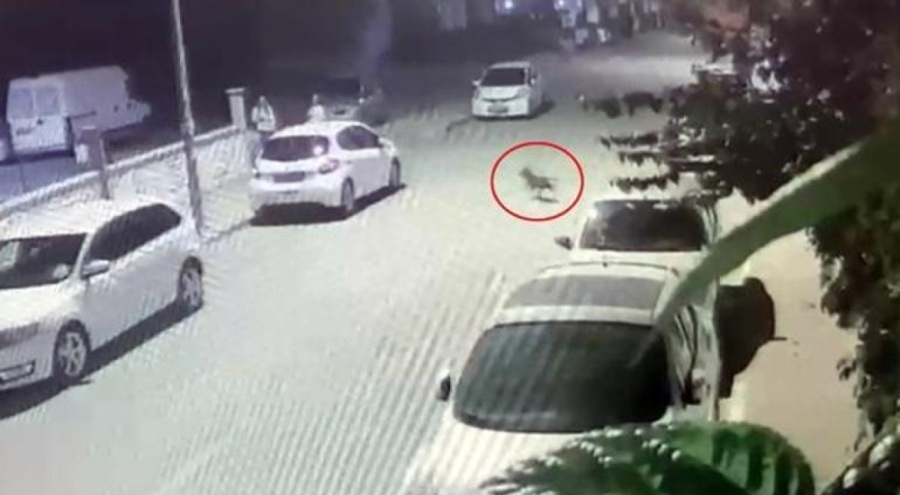 Başıboş pitbull evcil köpeğe saldırdı