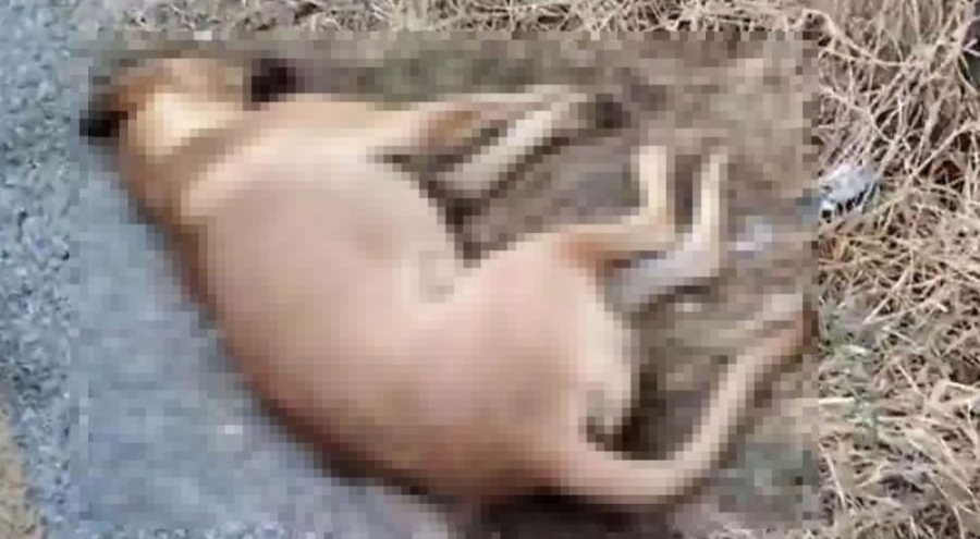 Boş arazide 11 köpeğin ölü bulunmasına ilişkin inceleme başlatıldı