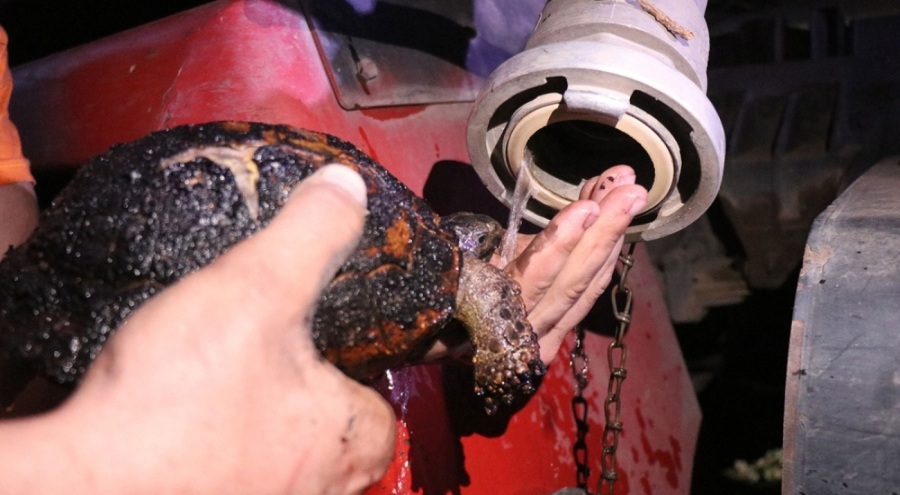 Adapazarı'nda yangın: Alevlerin arasında kalan kaplumbağa, kurtarıldı