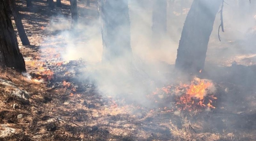 Muğla'da korkutan orman yangını