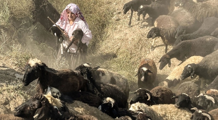 Deprem bölgesinde yetiştiricilere 43 bin 317 küçükbaş dağıtıldı