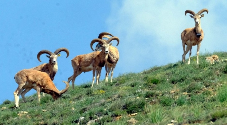 Avlanma yasağı kalktı! Anadolu yaban koyununu avlama bedeli 675 bin lira oldu