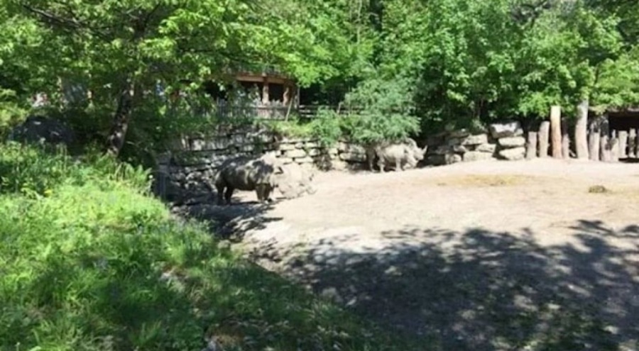 Hayvanat bahçesinde gergedan bakıcısını öldürdü