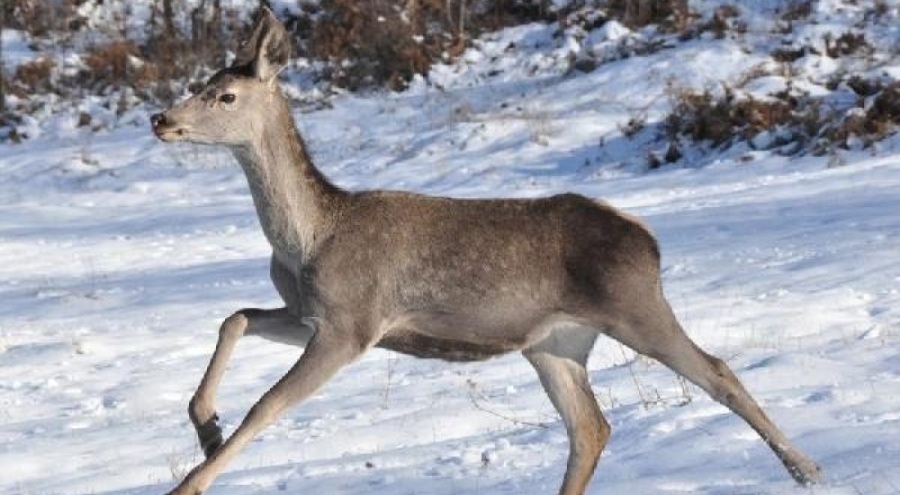 Bolu Barosu'ndan, kızılgeyikler için ihale iptal davası