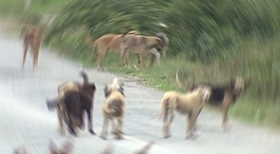8 yaşındaki çocuk, sahipsiz köpeklerin saldırısına uğradı!