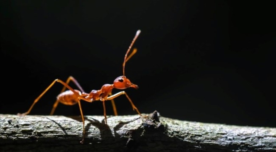 İstilacı karıncalar ilk kez koloni halinde Avrupa'da görüldü