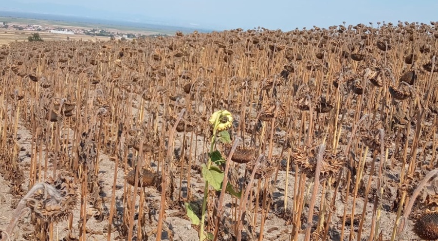 Kuraklık ayçiçeğinin verimini düşürdü