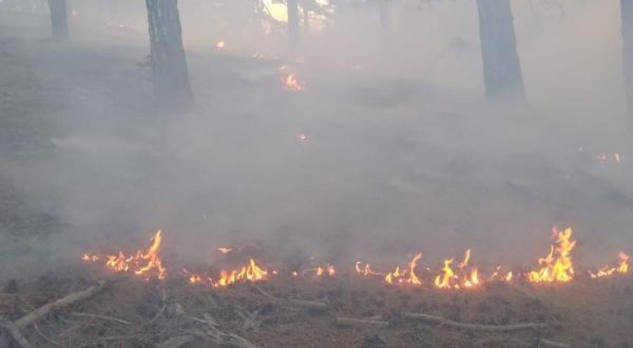 Adana'da orman yangını kontrol altına alındı