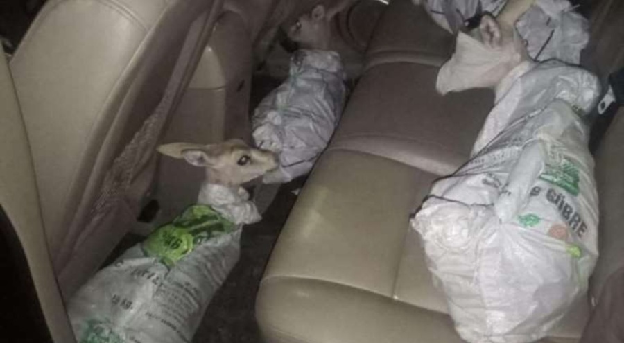 Şanlıurfa'da yaralı ceylan yavrularını çuvala kapatmışlar!