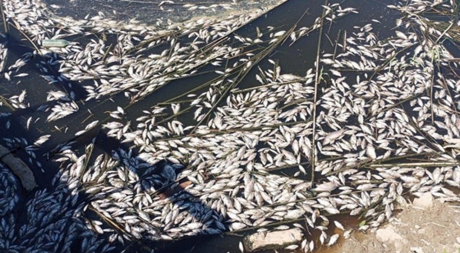 Büyük Menderes Nehri'nde balık ölümleri kaydedildi