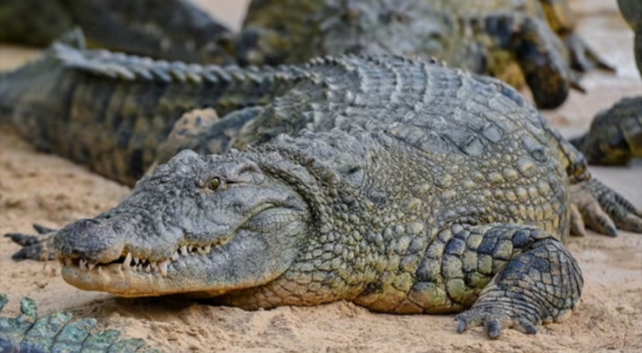 Çin'de 70 timsah çiftlikten kaçtı