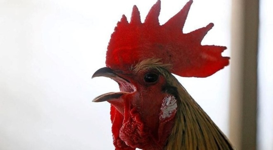 Düğünde horoza zorla alkol içiren 5 kişiye 27 bin lira ceza!