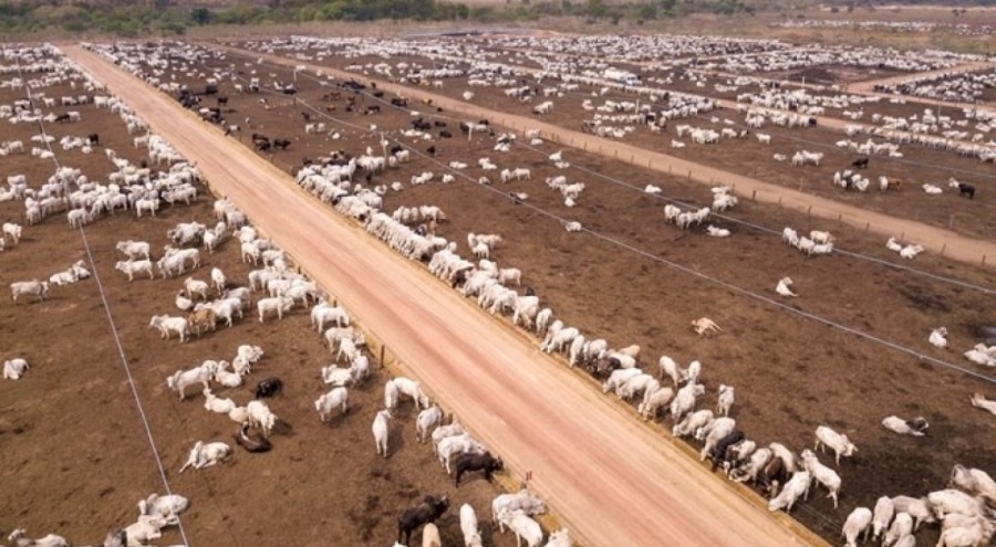Hayvansal üretim istatistikleri açıklandı