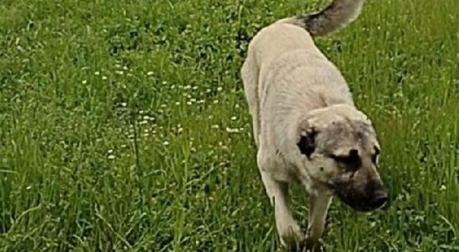 Canilik! Komşusunun köpeğini bıçaklayarak öldürdü