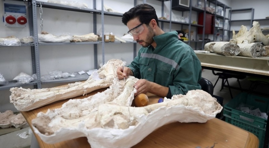 Kayseri'de zürafagiller ailesine ait fosiller bulundu