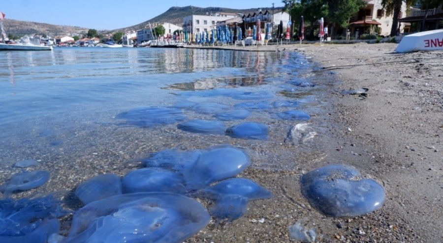Çeşme kıyılarında denizanası istilası