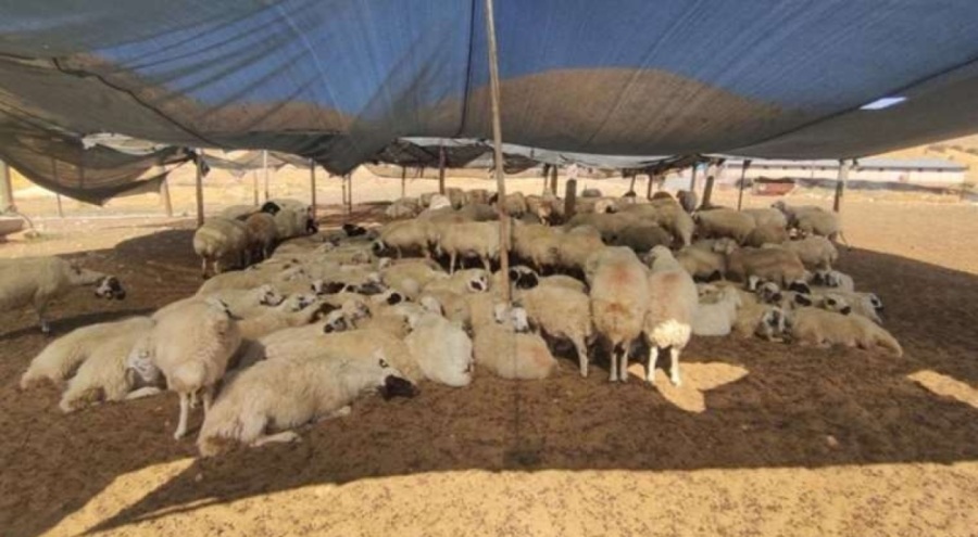 Çiftçiler 40 bin lira maaşa çoban bulamıyor