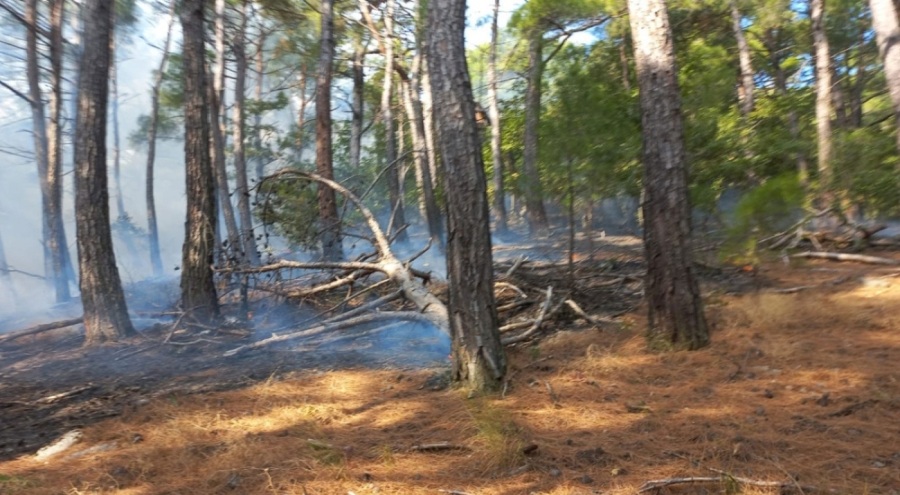 Sultanbeyli'de korkutan orman yangını