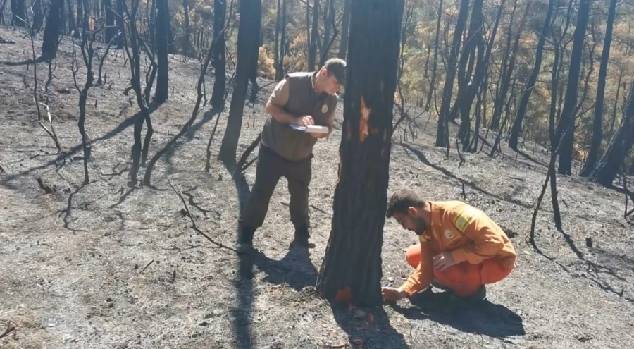 Bursa'da yanan 25 hektarlık ormandaki ağaçlar tek tek kontrol ediliyor