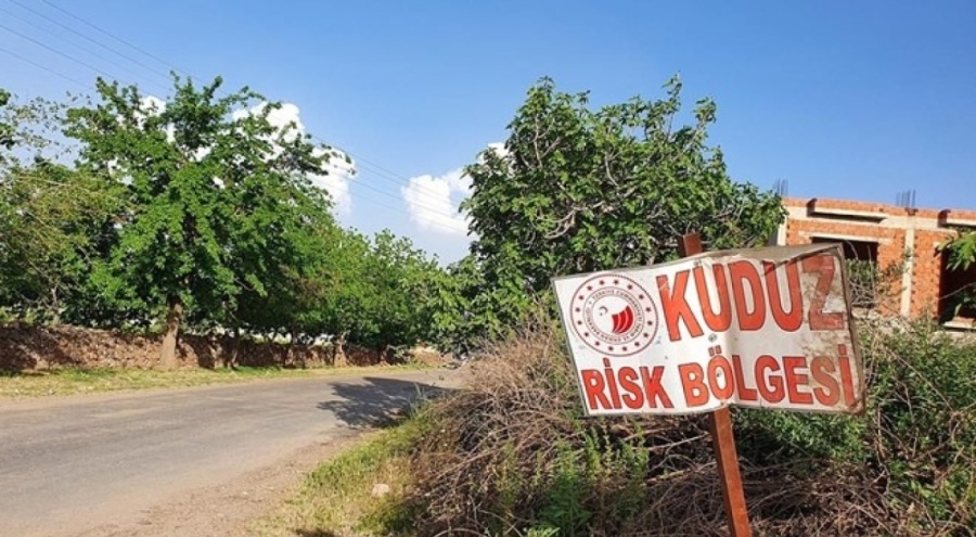 3 köye kuduz karantinası