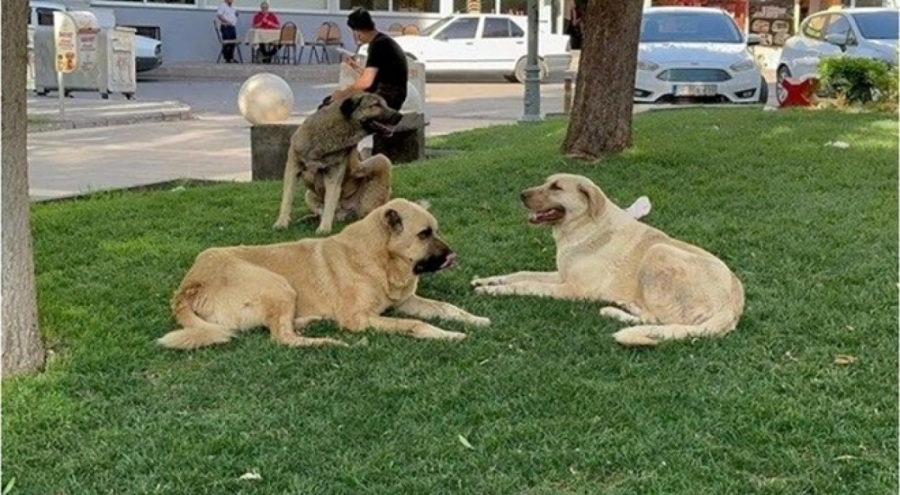 Başıboş köpekler için 3 bakanlıktan yeni önlemler!