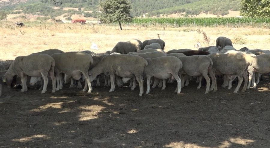 Bursa'da 9 bin dekar mera alanı koruma altına alındı