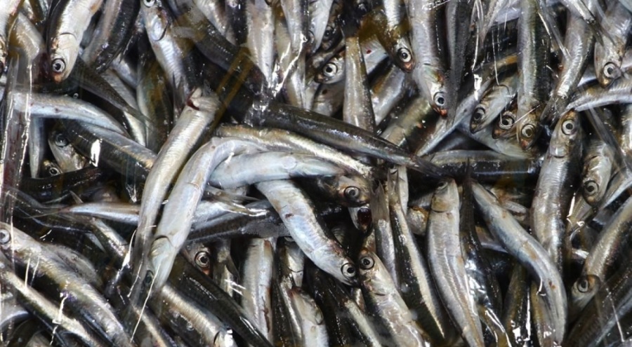 Marmaralı balıkçılar hamsiyi Karadeniz'de arayacak!