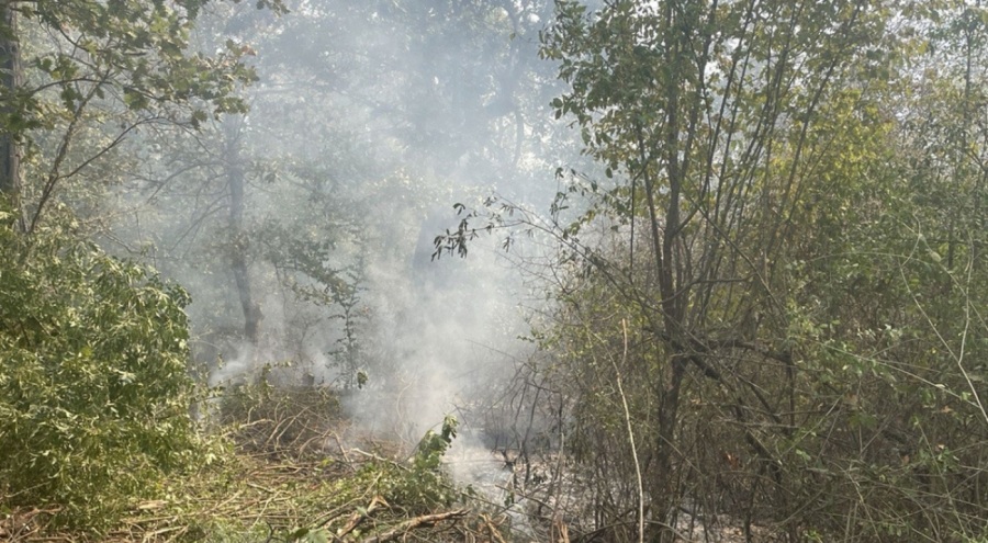 Edirne'de orman yangını çıktı