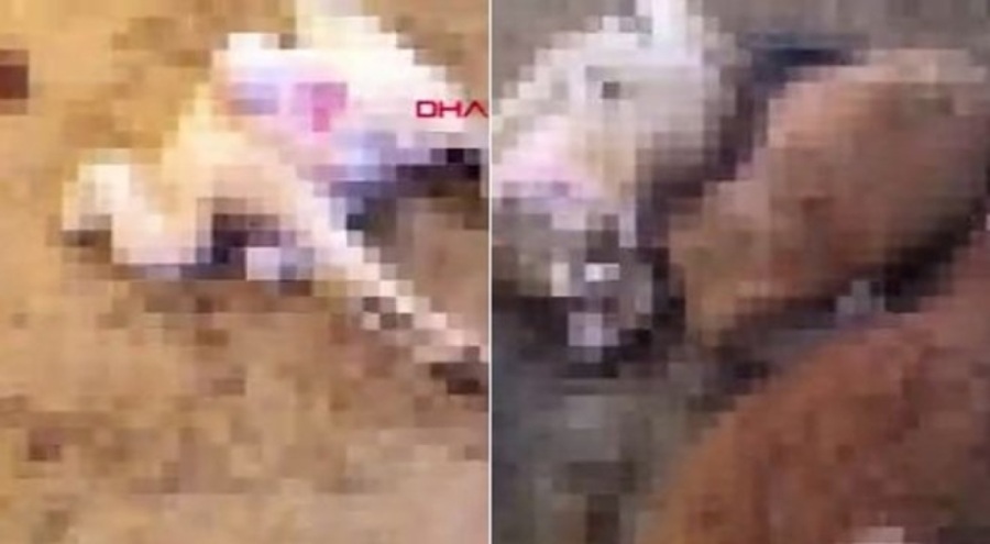 50 küçükbaş hayvan telef oldu