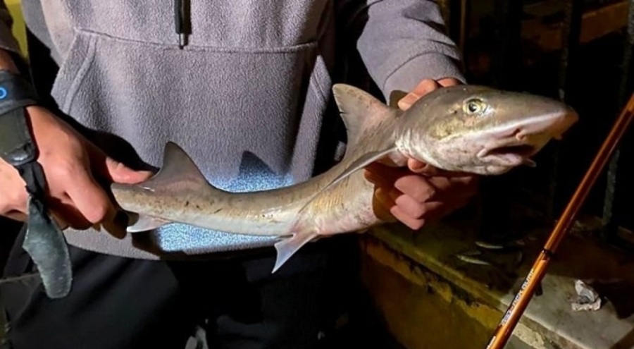 İstanbul'da bir gencin oltasına yavru köpek balığı takıldı