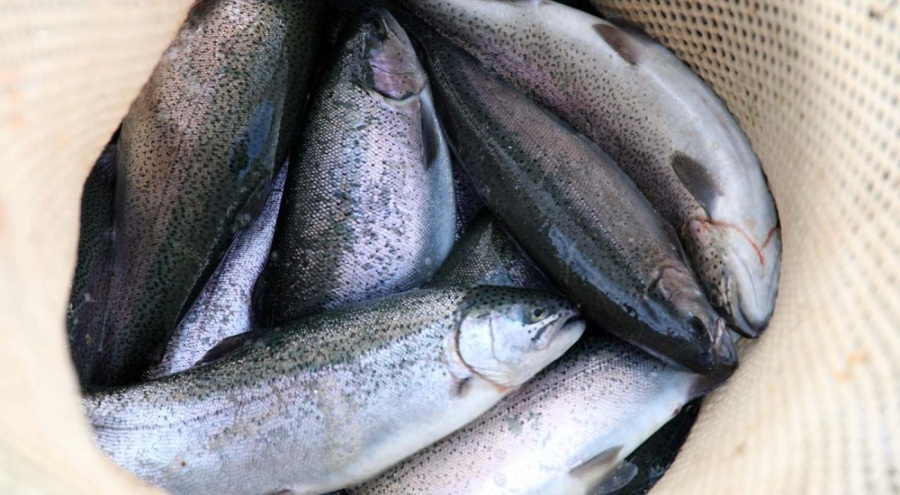 Türkiye'den 103 ülkeye somon ihracatı