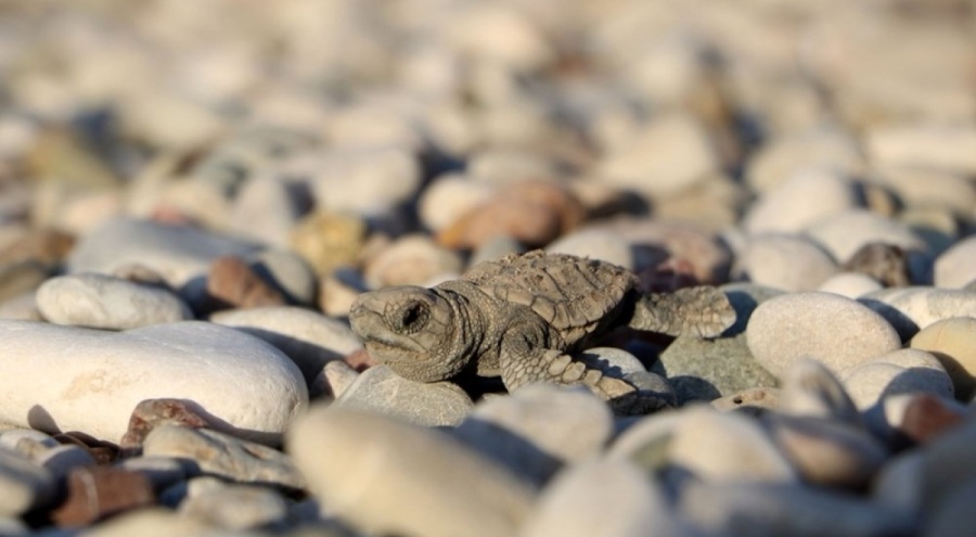 Antalya'da yavru caretta sayısı yükseldi