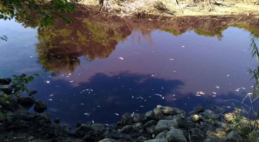 Karasu Çayı'nda ölü balıklar kıyıya vurdu