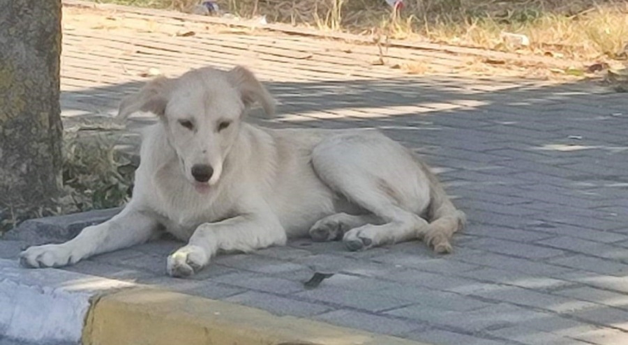 İstanbul'da vahşet! Sokak hayvanları bıçaklanarak katledildi