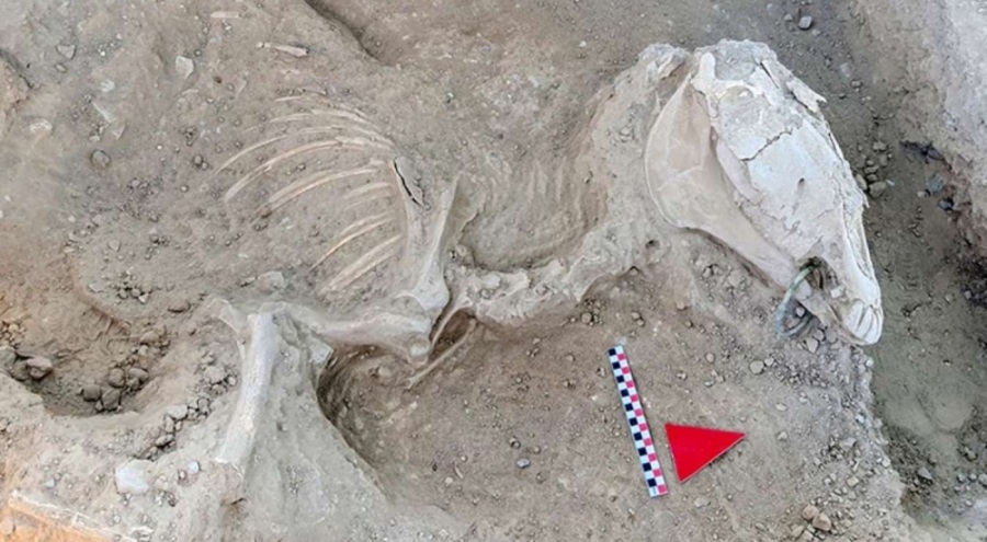 Bilim dünyasını şaşırtan keşif: Türkiye'de bir ilk