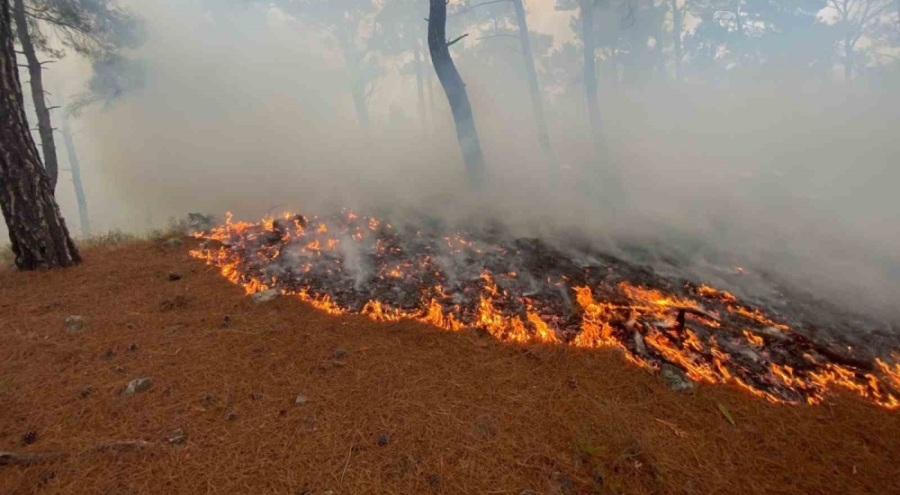 Bayramiç'te yıldırım düşmesi sonucu örtü yangını çıktı