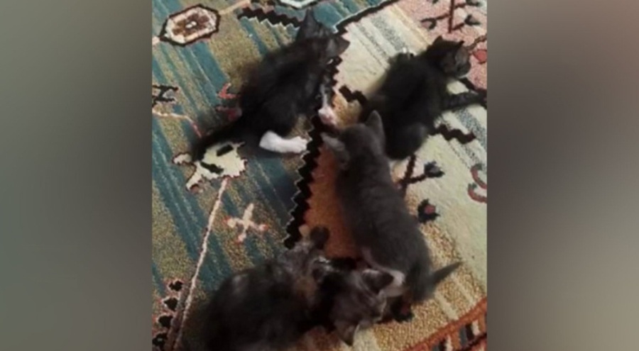 Ankara'da dehşet: "Sütanne" ilanları vererek topladığı yavru kedilere işkence etti