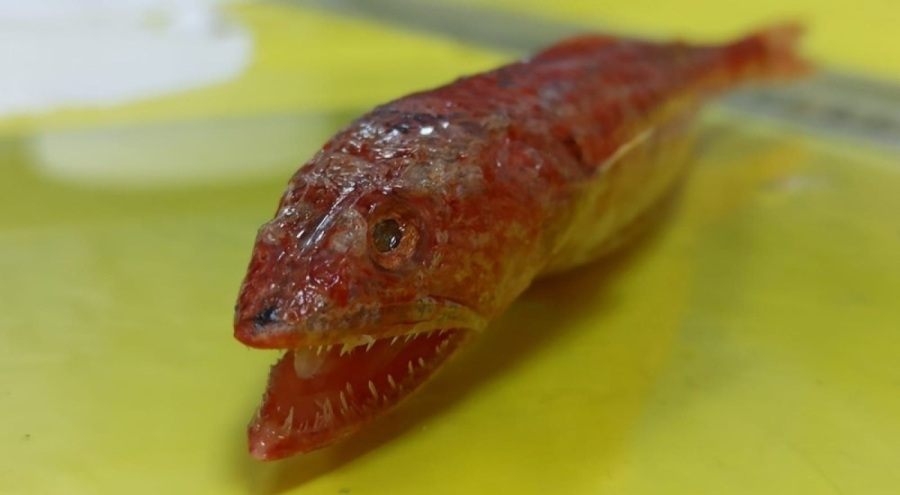 ''Kızıl lokum'' Akdeniz'de ilk kez görüldü