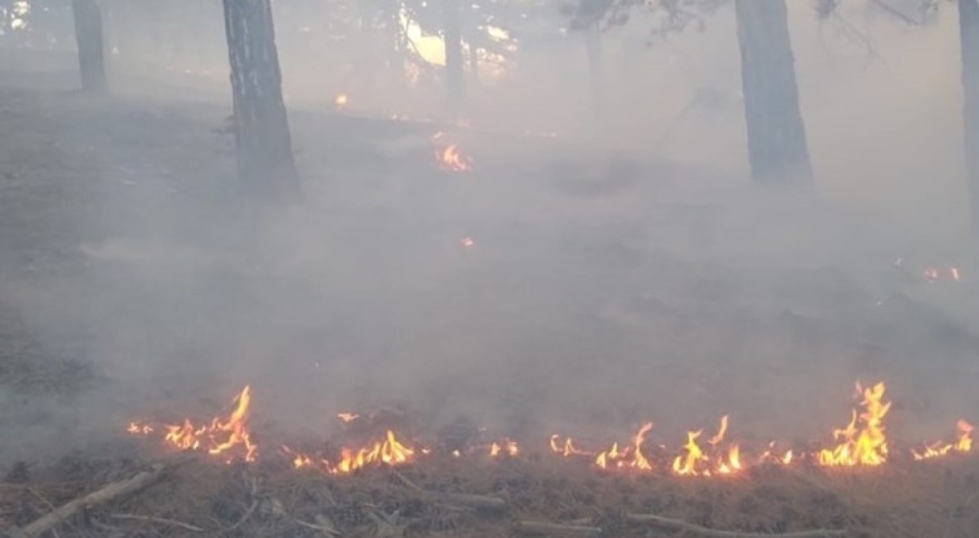 Konya'da korkutan orman yangını!