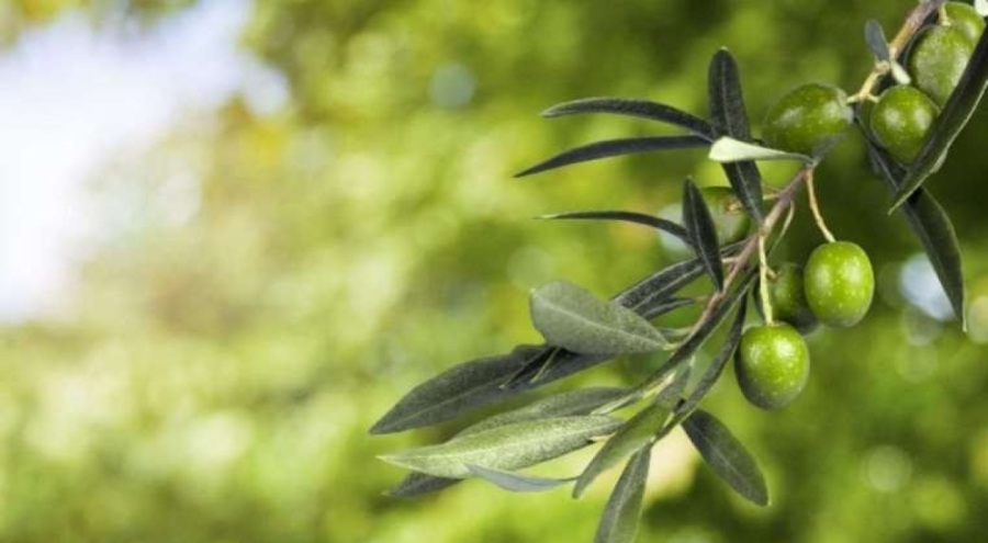 Zeytin yaprağının şaşırtıcı potansiyeli... 'Hipokrat da tedavi için kullanıyordu'