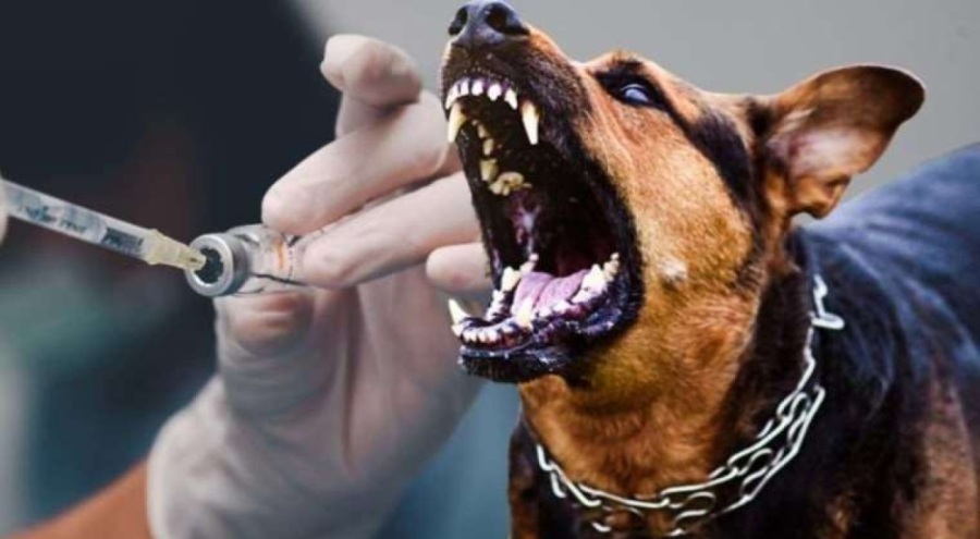 Her yıl 10 binlerce insanı öldürüyor!