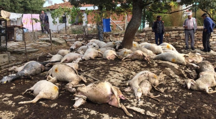 Küçükbaş hayvanlara yıldırım çarptı: 48 hayvan telef oldu