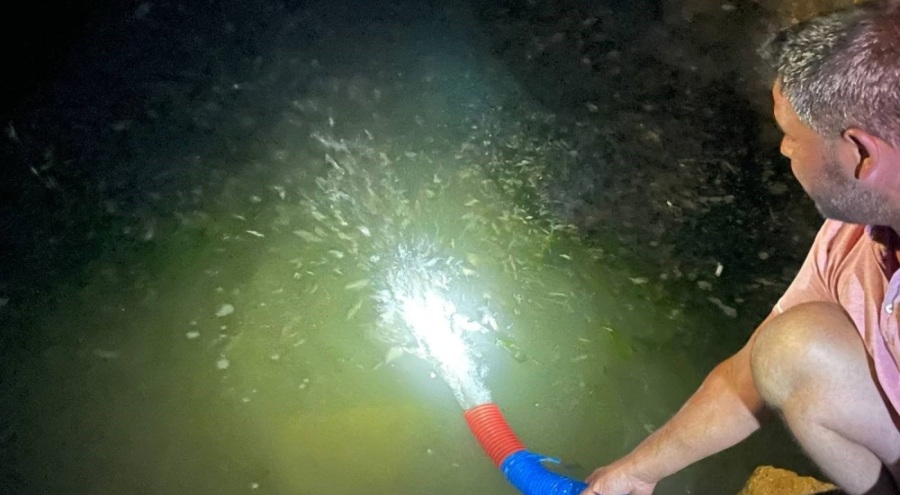 Bursa İznik Gölü'ne 2 milyondan fazla yavru balık bırakıldı