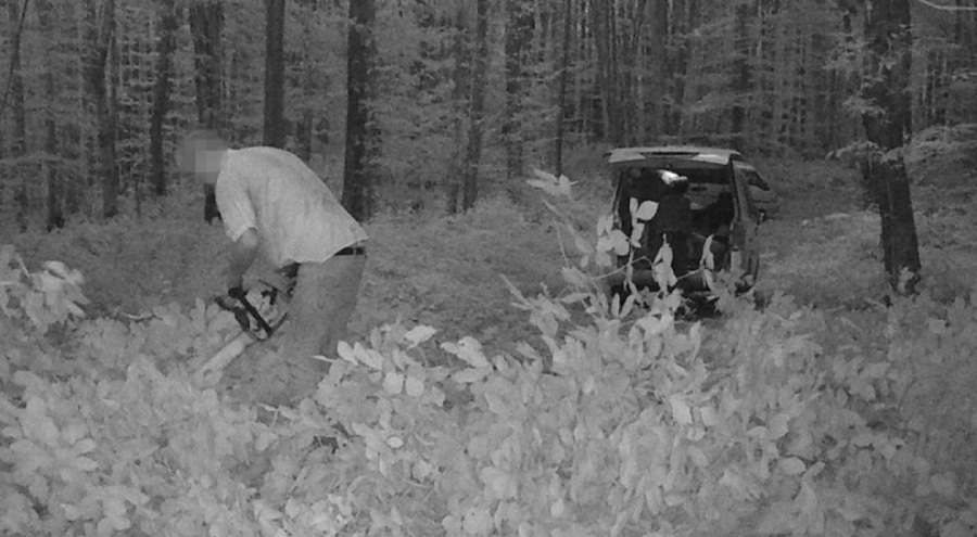 Ormanda kaçak kesim yapanlara gözaltı!