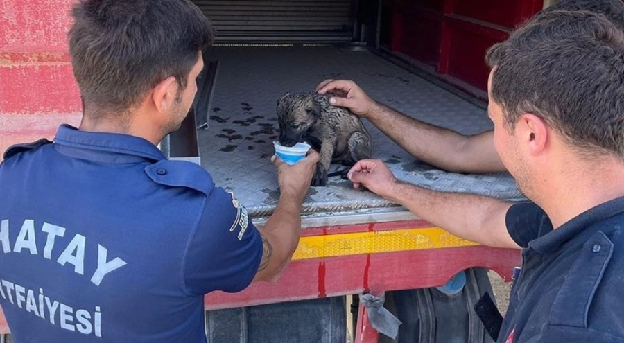 Hatay'daki yangında mahsur kalan köpeğin imdadına ekipler yetişti