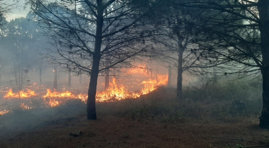 Karabiga'da çıkan orman yangını kontrol altında