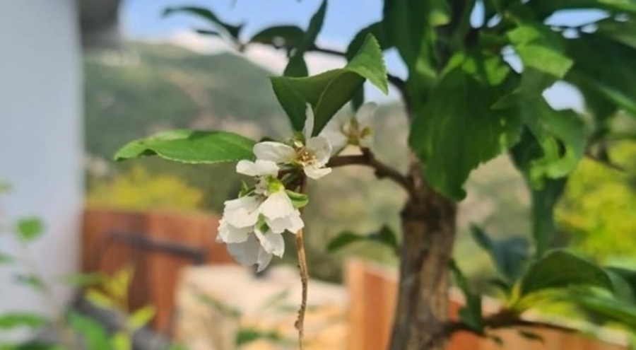 Denizli'de hava sıcaklıkları nedeniyle erik ağaçları çiçek açtı