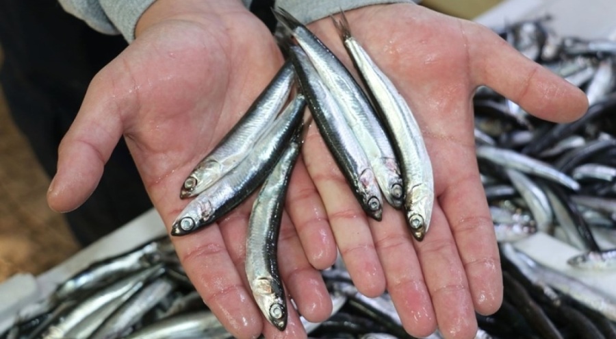 Üç kat zamlanmıştı! Hamsi fiyatları geriledi