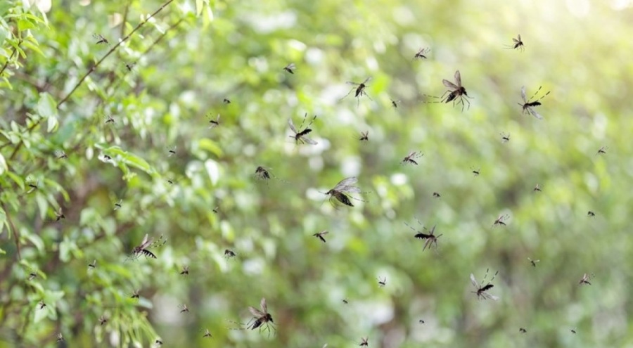Sivrisinekler küresel ısınma nedeniyle daha ölümcül hale geldi